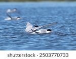 Arctic terns - Sterna paradisaea - swimming in blue water. Photo from Grimsey Island in Iceland. The Arctic tern is famous for its migration.