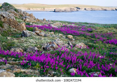 Arctic Tundra In Flowers