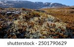 Arctic Tundra lichen moss close-up. Found primarily in areas of Arctic Tundra, alpine tundra, it is extremely cold-hardy. Cladonia rangiferina, also known as reindeer cup lichen.