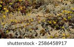 Arctic Tundra lichen moss close-up. Found primarily in areas of Arctic Tundra, alpine tundra, it is extremely cold-hardy. Cladonia rangiferina, also known as reindeer cup lichen.