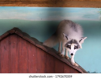 Canadian Marble Fox Price In India Marble Fox Images Stock Photos Vectors Shutterstock