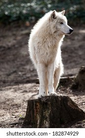 Arctic White Wolf 