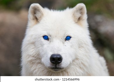 Arctic Wolf With Blue Eyes Portrait