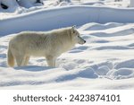 Arctic wolf (Canis lupus arctos) waiting for the pack