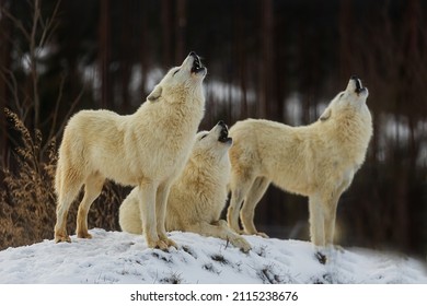 Arctic Wolf (Canis Lupus Arctos) The Pack Howls Together