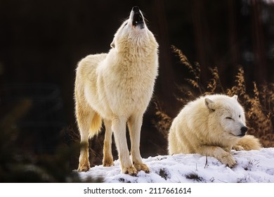 Arctic Wolf (Canis Lupus Arctos) He Began To Howl To The Sky