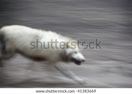 Similar – Image, Stock Photo greyhound Animal Dog 1