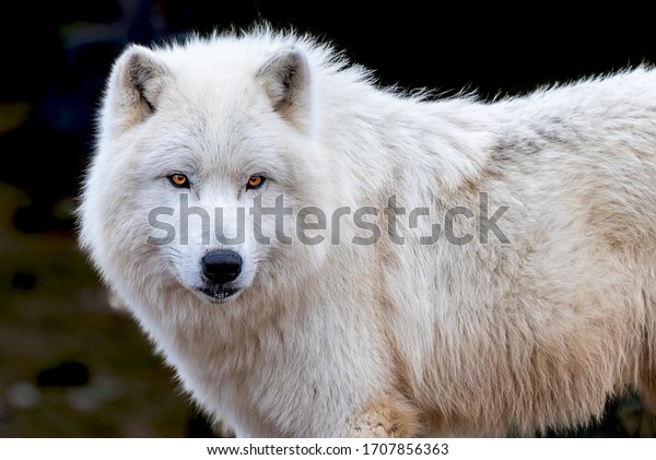 arctic-wolf-canis-lupus-arctos-600w-1707856363.jpg