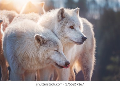 Arctic wolf (Canis lupus tundrarum) beautiful animal in the forest