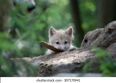 Arctic Wolf Cub 