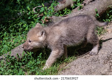 Arctic Wolf Cub, Canis Lupus Arctos