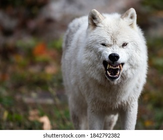 Arctic Wolf Displaying Aggressive Behavior And Large Teeth