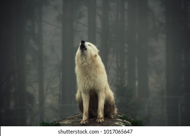 Arctic Wolf And Fog