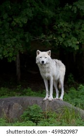 Arctic Wolf Isolated Against A Forest Background Poses Alone On A Rock In Springtime In Canada