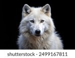 Arctic wolf isolated on black background. Polar wolf clipping path.