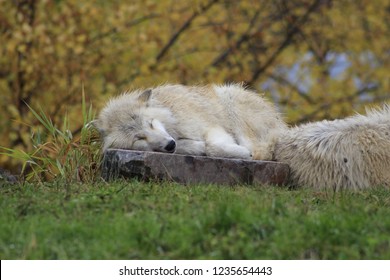 Wolf Laying Down Images Stock Photos Vectors Shutterstock