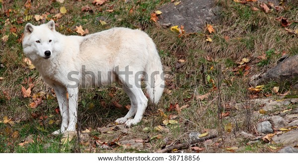 arctic-wolf-looking-back-on-600w-38718856.jpg