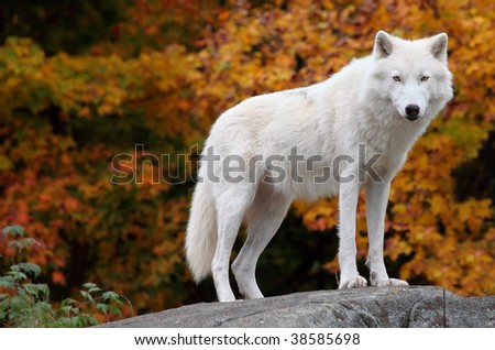 Arctic Wolf Looking at the Camera on a Fall Day