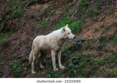 Arctic Wolf, Melville Island Wolf Below Slope