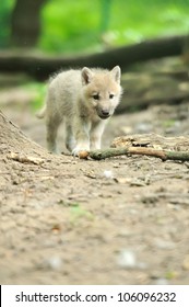 Arctic Wolf Pup