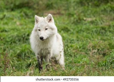 An Arctic Wolf Pup In Fall