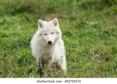 An Arctic Wolf Pup In Fall