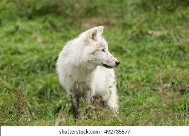 An Arctic Wolf Pup In Fall