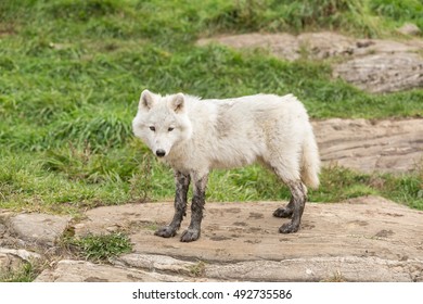 An Arctic Wolf Pup In Fall