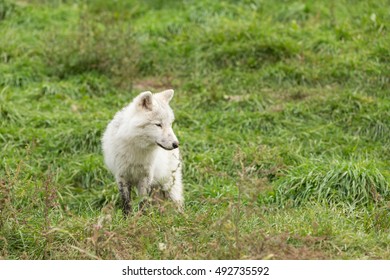 An Arctic Wolf Pup In Fall