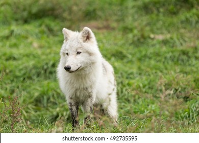 An Arctic Wolf Pup In Fall