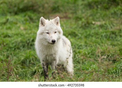 An Arctic Wolf Pup In Fall