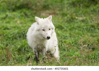 An Arctic Wolf Pup In Fall