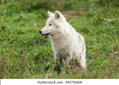 An Arctic Wolf Pup In Fall