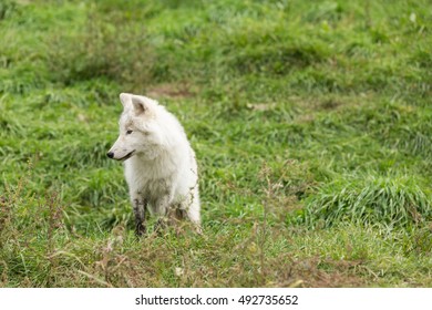 An Arctic Wolf Pup In Fall