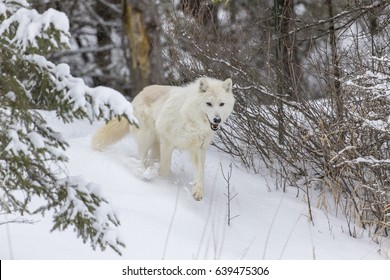 An Arctic Wolf in a snowy forest hunting for prey.