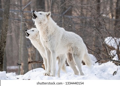 Arctic Wolf In Winter