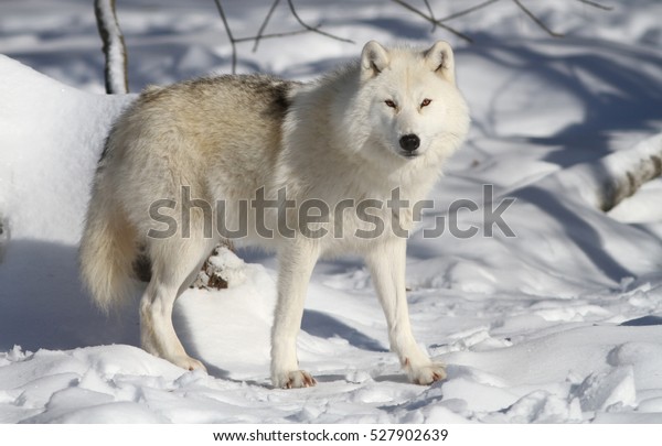 Arctic wolf in\
winter