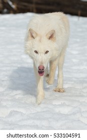 arctic wolf in winter coat walking in snow with forest background