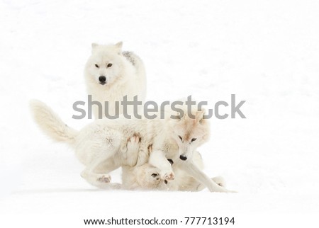 Schlittenhunde Winter