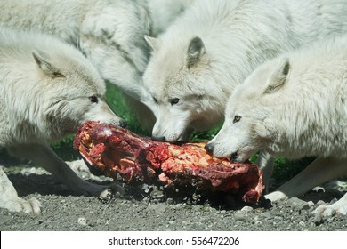 Arctic Wolves (Canis Lupus Arctic) Eating Raw Meat In Their Habitat