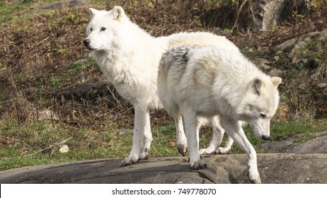 arctic wolf series