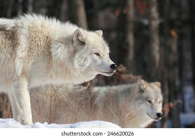 Two Male Huskies Wild Biei Hokkaido Stock Photo 1882329964 | Shutterstock