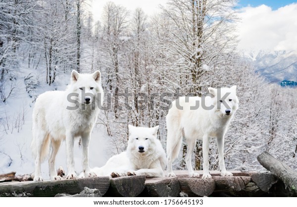 Arctic Wolves. White\
wolf in Winter Forest 