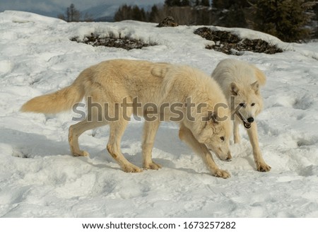 Similar – Schlittenhunde Winter