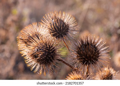 Arctium Lappa Or Greater Burdock