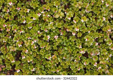 Arctostaphylos Uva Ursi Flowering - Background