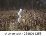 Ardea alba, white heron portrait. Heron with a mouse in beak. Great White Egret in hunt on the lake, (Ardea Alba).