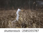 Ardea alba, white heron portrait. Heron with a mouse in beak. Great White Egret in hunt on the lake, (Ardea Alba).