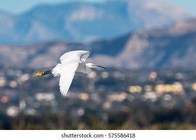 Ardeidae