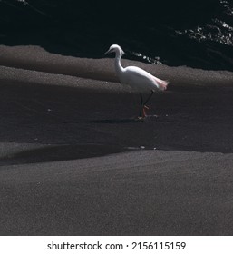 Ardeidae (white Heron) Walking In The Water On The Beach